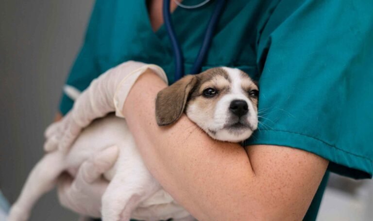 Veterinarian holding a puppy during pet consultation at Pups & Kits