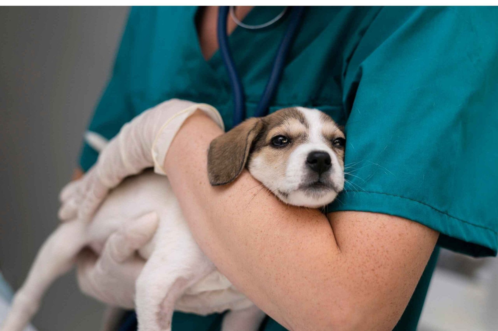 Veterinarian holding a puppy during pet consultation at Pups & Kits
