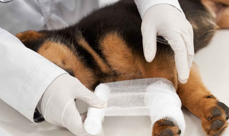 First Aid is done at 24 Hours Pet Hospital Near You in Kolkata