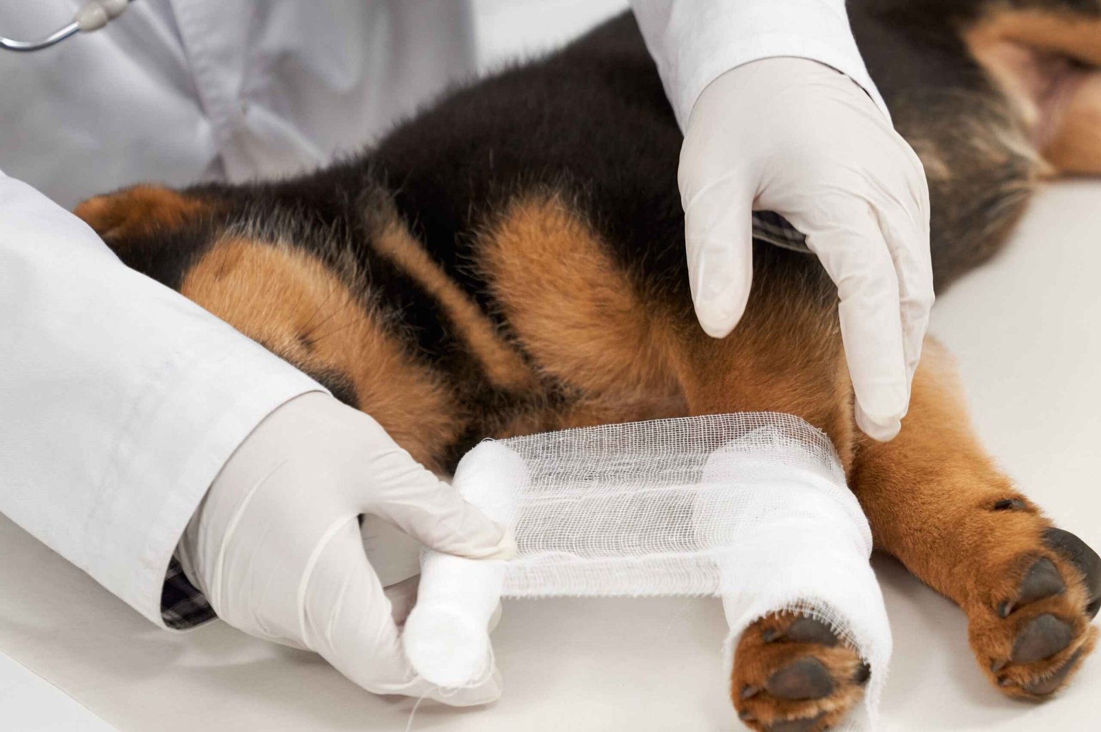 First Aid is done at 24 Hours Pet Hospital Near You in Kolkata
