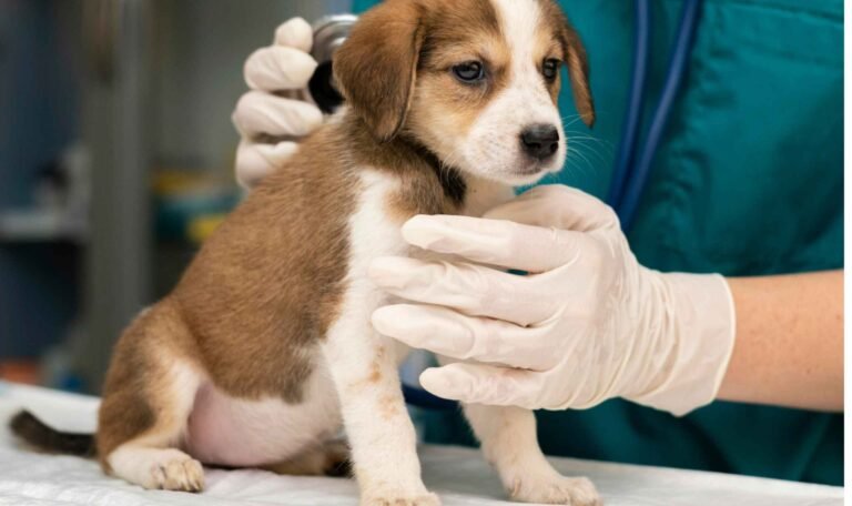 a vet is holding a puppy for Veterinary Surgery in Kolkata