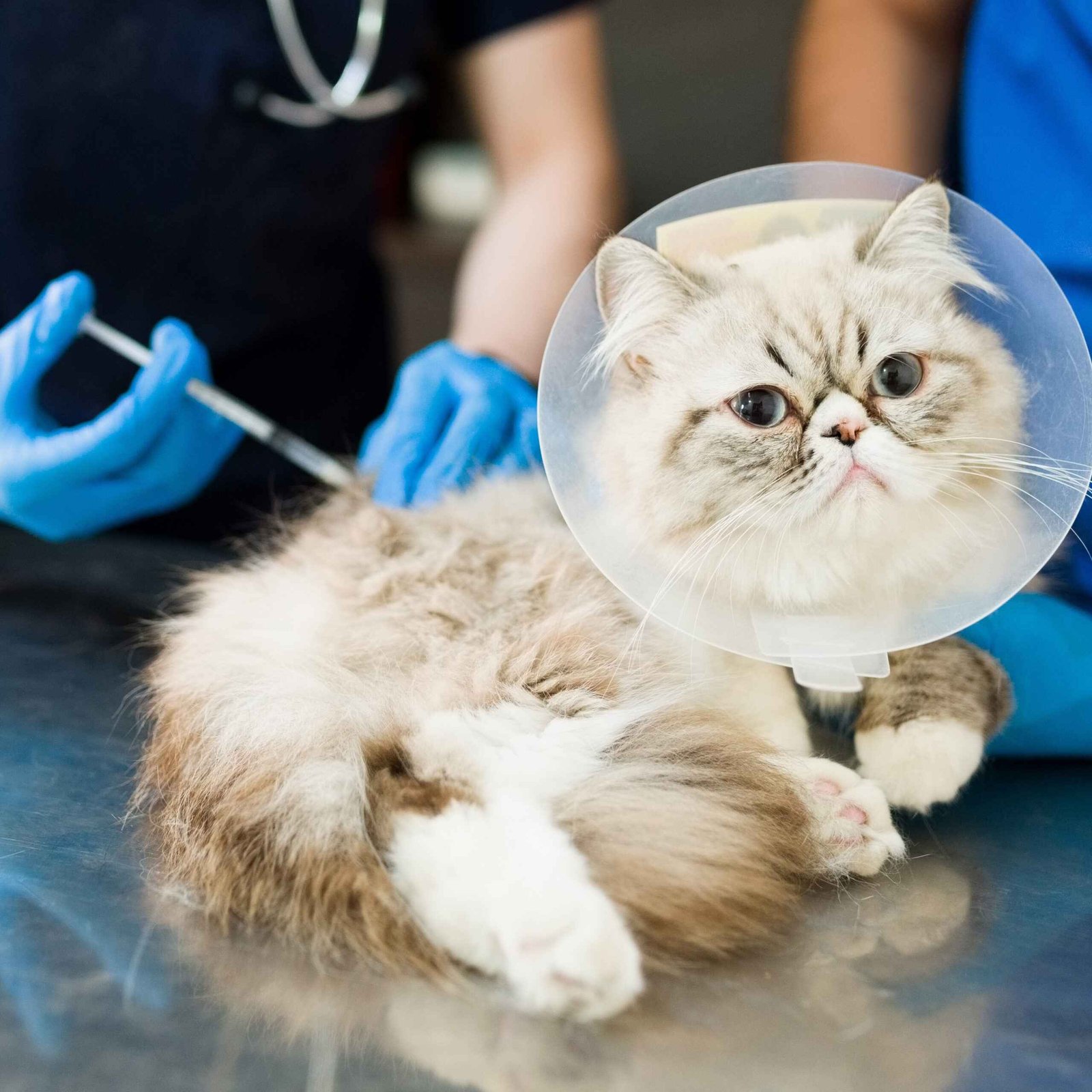 Pet Vaccinations Near You in Kolkata