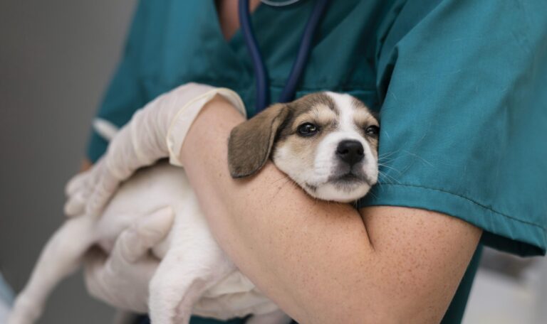 Veterinarian holding a puppy during pet consultation at Pups & Kits