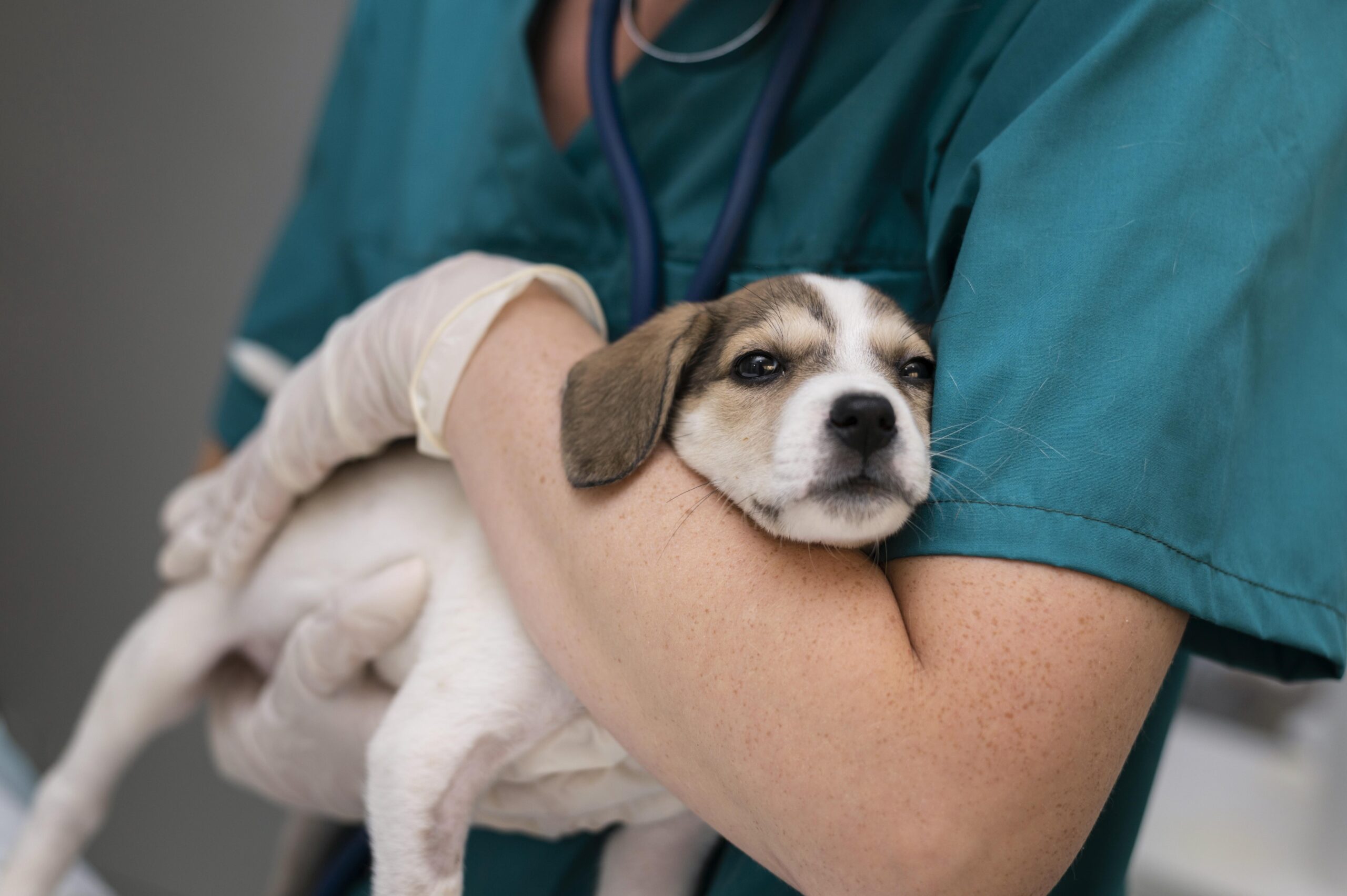 pet consultation Veterinarian holding a puppy during pet consultation at Pups & Kits
