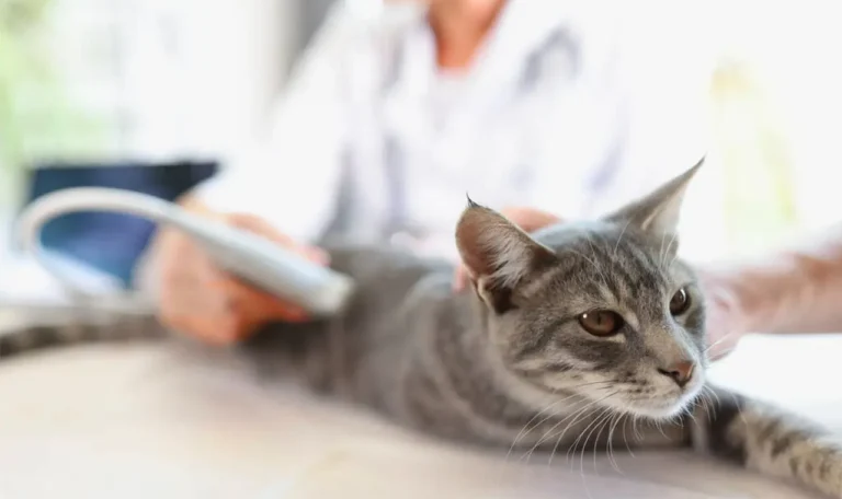 Pet Diagnostic Imaging is done for a cat