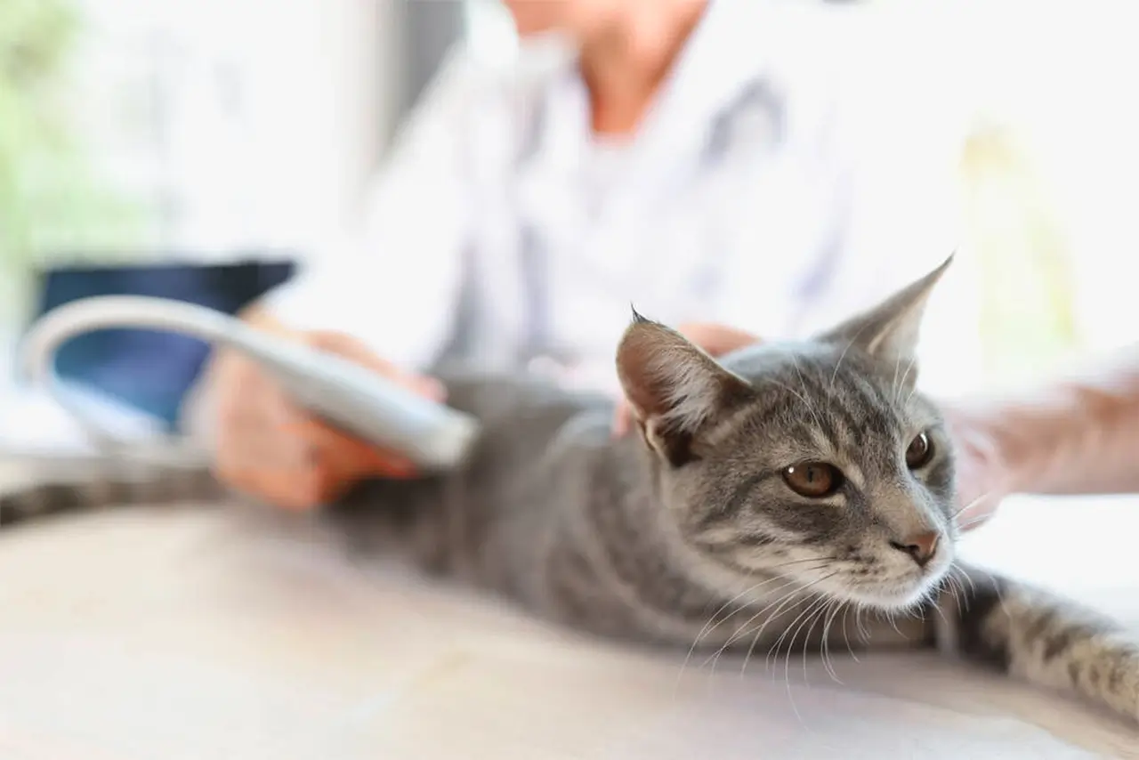 Pet Diagnostic Imaging is done for a cat