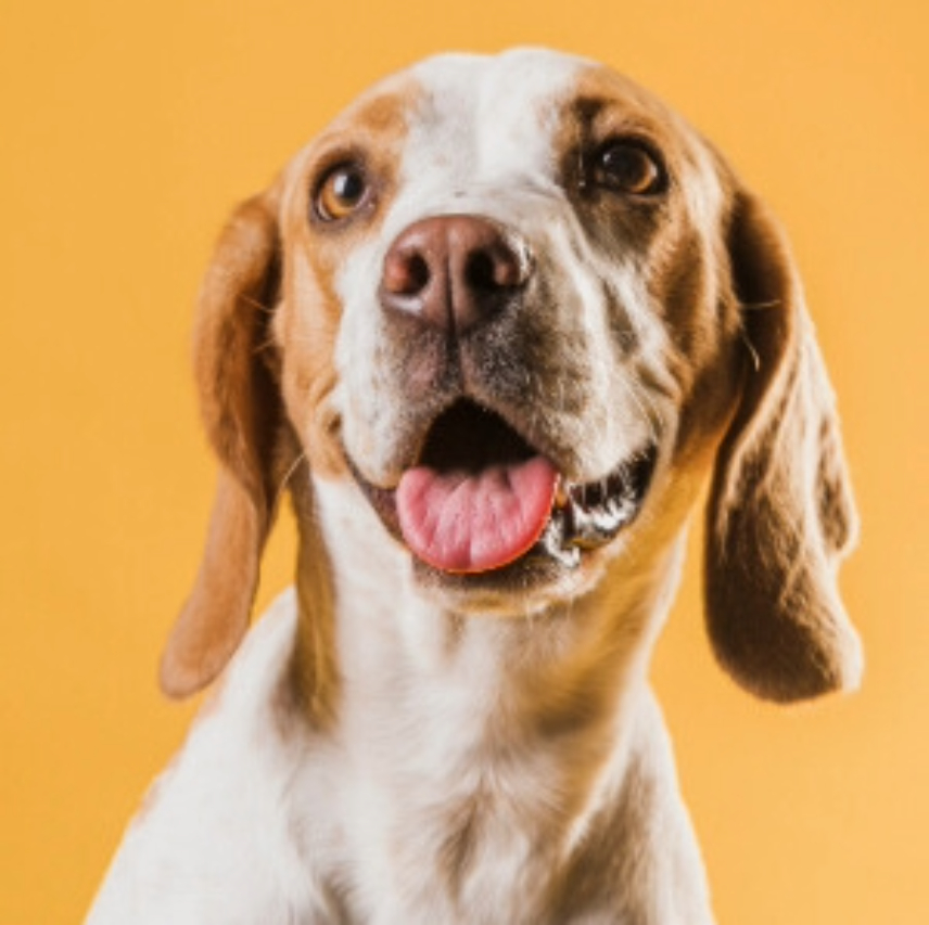 Happy dog with tongue out, representing quality care at an animal hospital in Kolkata.