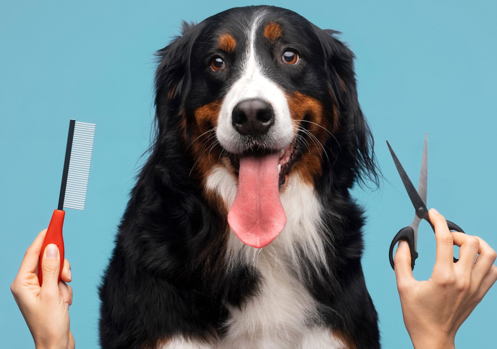 Pet Grooming Near You in Kolkata