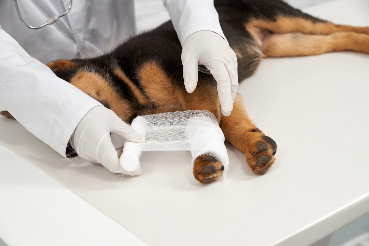 Veterinarian bandaging a dog’s injured leg at a pet hospital in Kolkata.
