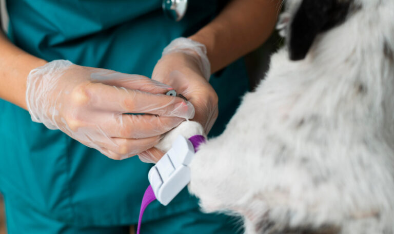 Veterinarian attaching a medical device to a dog’s paw at a vet hospital in Kolkata