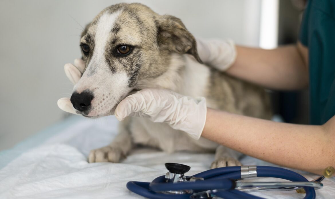 Veterinarian examining a dog during a checkup at an animal hospital in Kolkata.