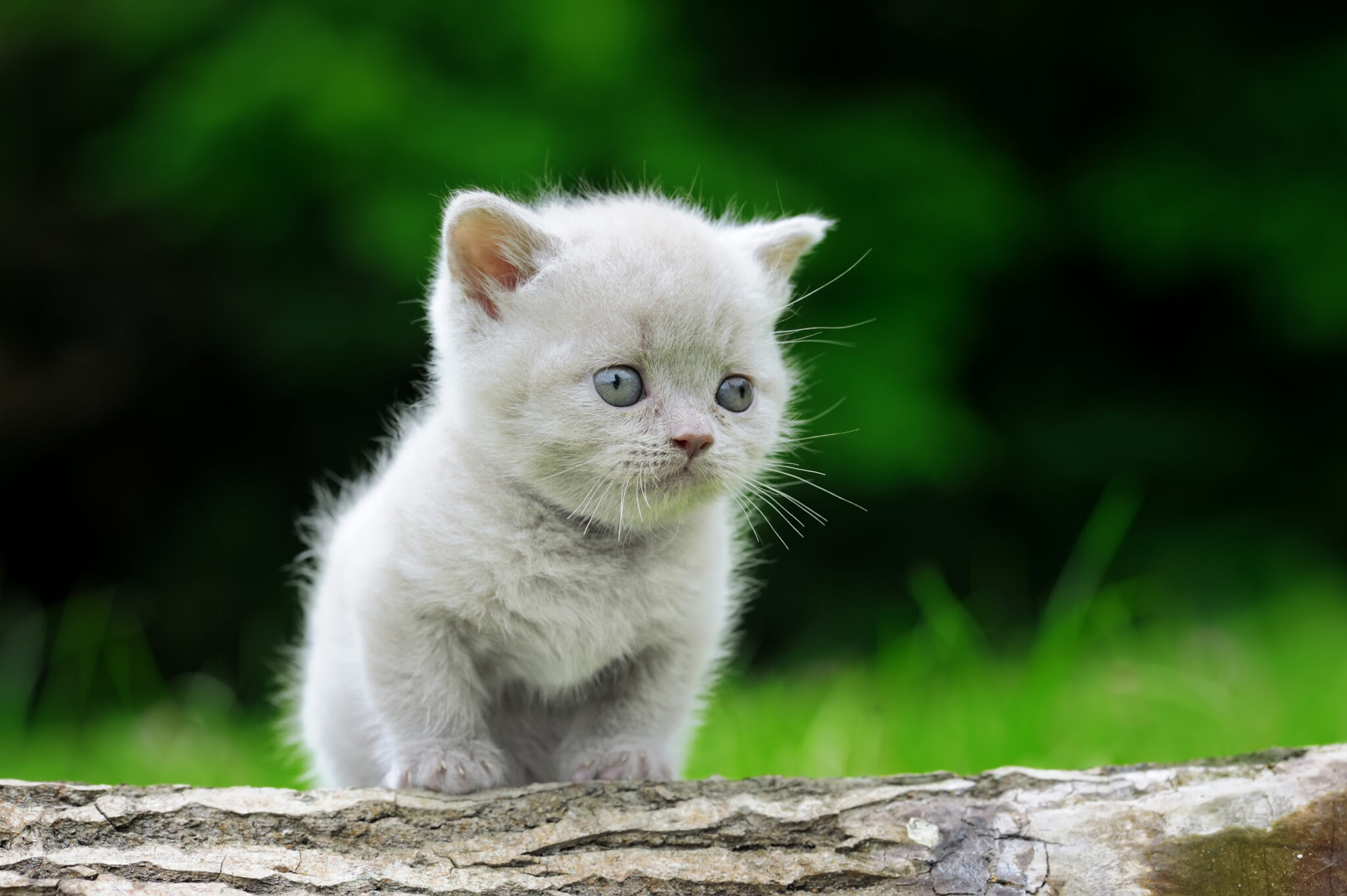 Close-up of a gray kitten in nature, representing expert pet care at Pups & Kits veterinary hospital in Kolkata