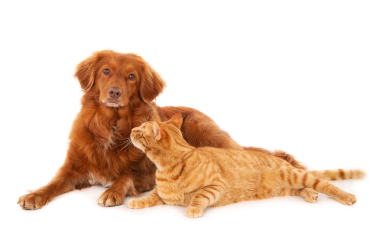 Dog and cat together symbolizing quality pet care at Pups N Kits veterinary hospital in Kolkata.