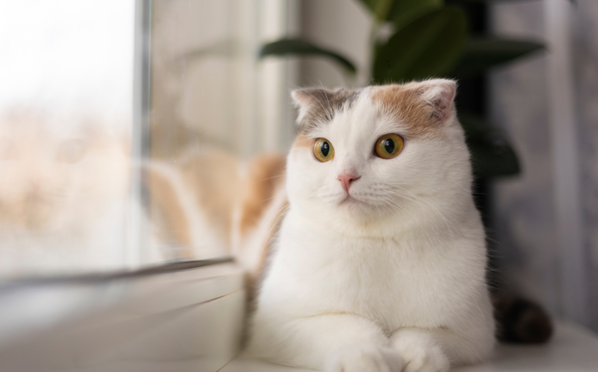 White and orange cat sitting by a window, representing expert feline care at Pups N Kits veterinary hospital in Kolkata.