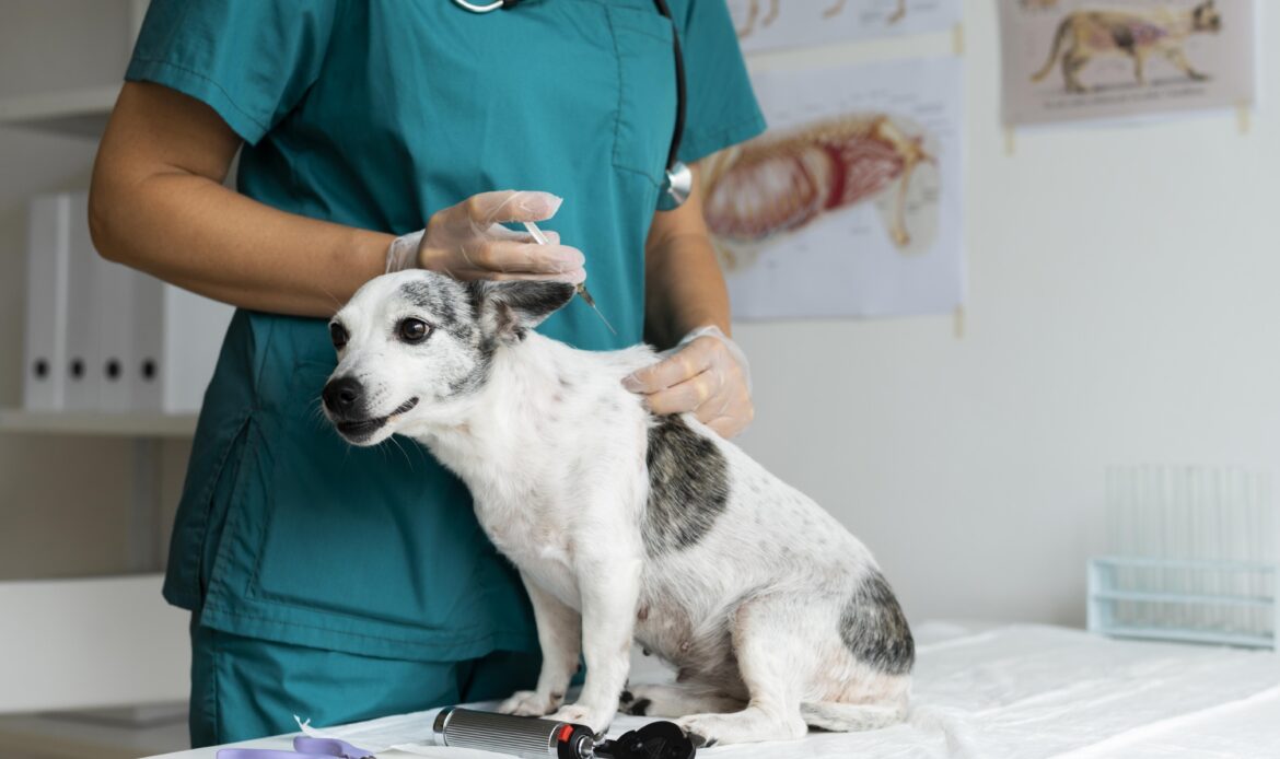 A veterinarian giving a vaccination to a small dog during a medical checkup at a pet hospital — expert care by the best vet in Kolkata.