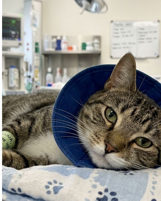 A sick indian cat is getting treatment in Pups and Kits Pet Hospital