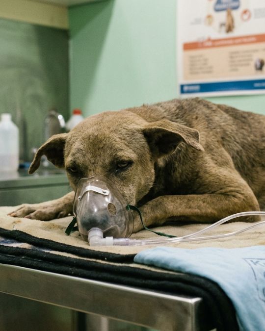 Sick dog is lying down at Pups and Kits Pet Hospital