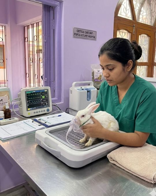 Sick rabbit iswearing oxygen musk at Pups and Kits Pet Hospital