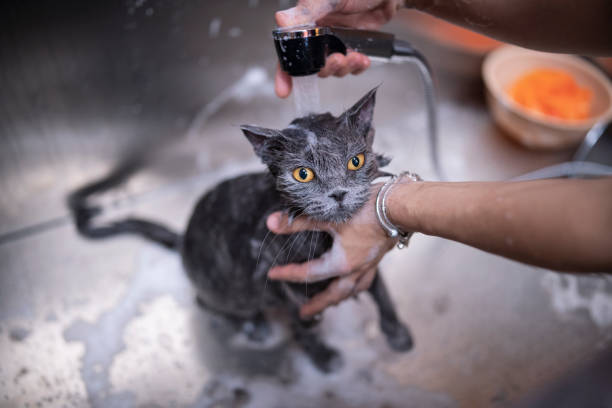cat grooming in pet clinic kolkata