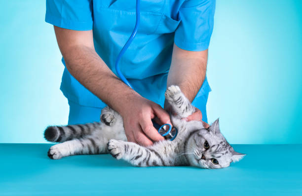 Cat diagnostic in kolkata