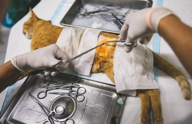 Image showing deep anesthesia lies on the operation table also shown surgeons gloved hands isolated in cat hospital kolkata