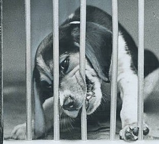 Dog distemper