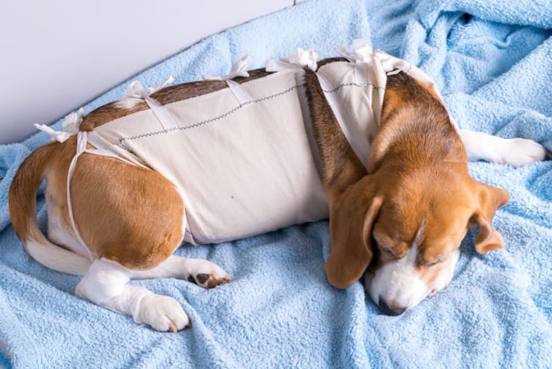 dog spaying and neutering in pet clinic