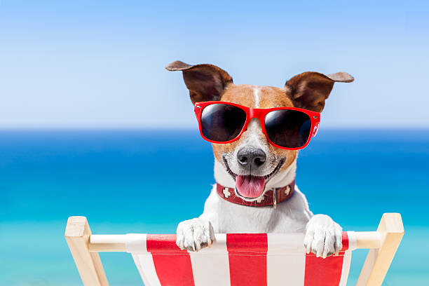 a dog is relaxing in summer care tips