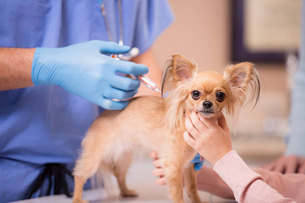 Pet vaccination