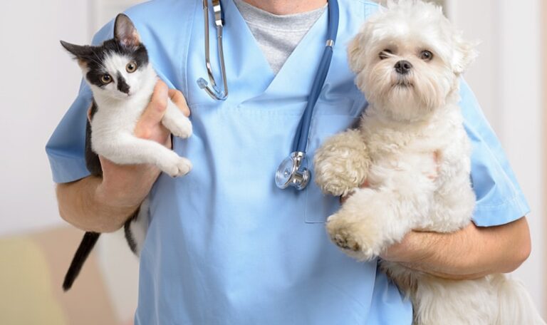 image of happy dog-cat after spaying and neutering in pet hospital in kolkata