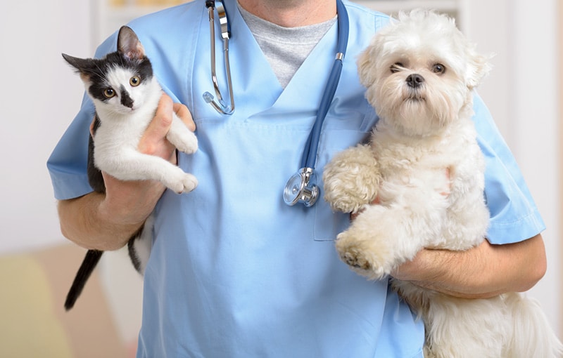 image of happy dog-cat after spaying and neutering in pet hospital in kolkata