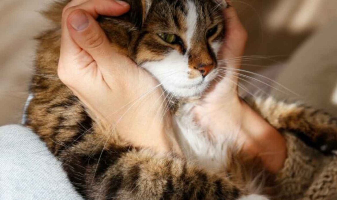 Two hands have curled the face of the cat as Cats can reduce stress in Humans