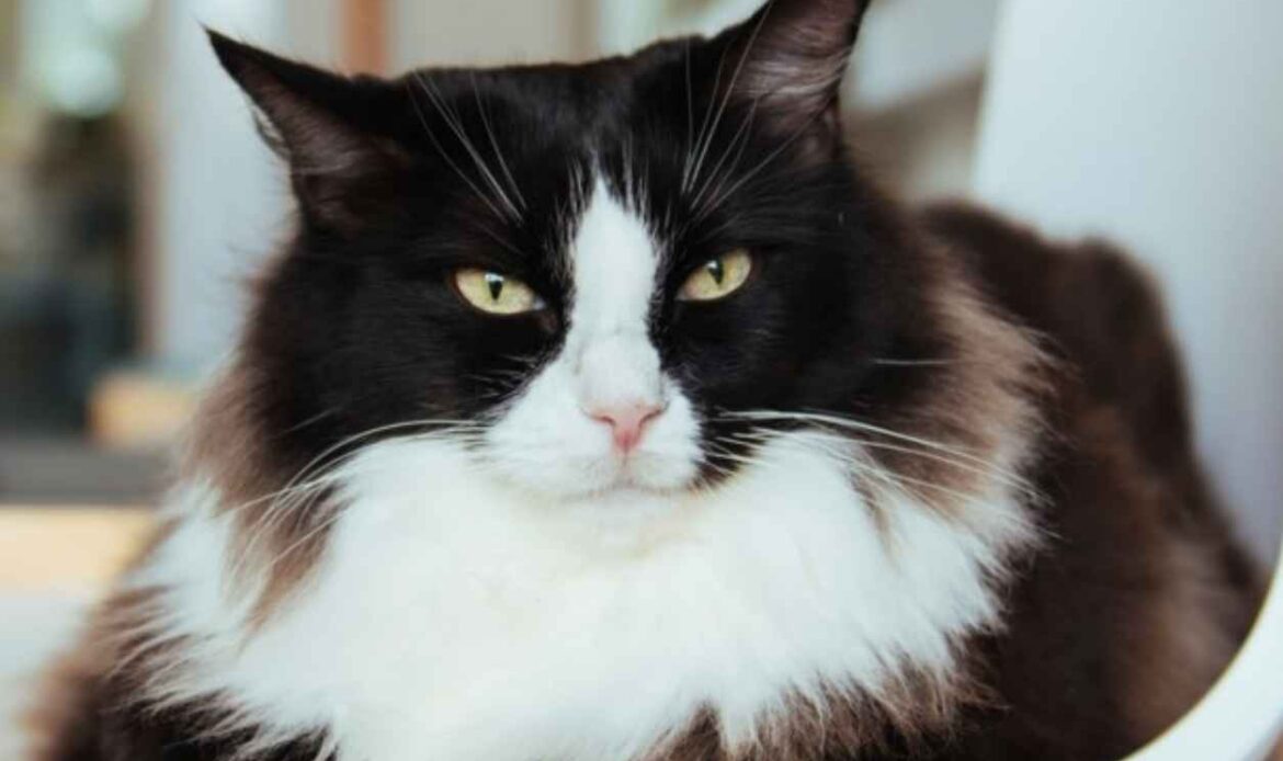 Cats can reduce stress in Humans