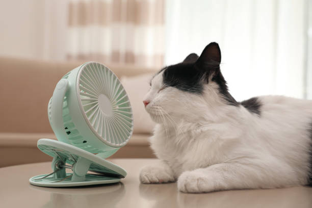 Indoor cat staying cool with fan airflow during hot weather as part of proper cat summer care.
