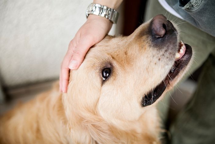 Dog owner petting his dog and Dogs Increase Oxytocin