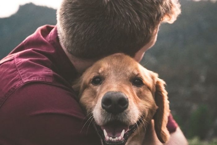 Image shows how oxytocin increases in both pet owner and dogs and Dog owner petting his dog and Dogs Increase Oxytocin