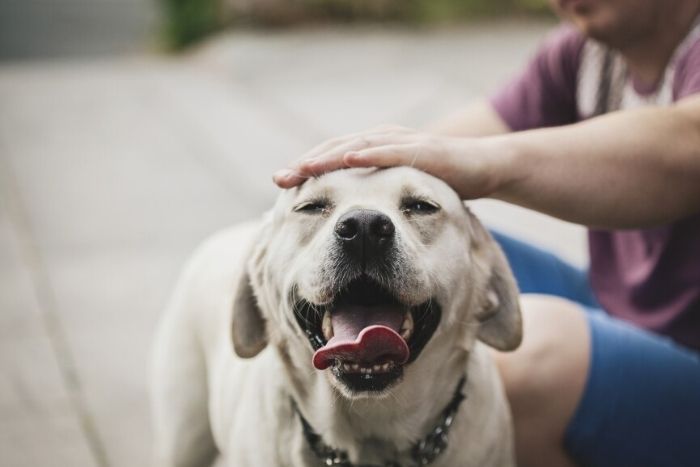 Image shows how oxytocin increases in both pet owner and dogs and Dog owner petting his dog and Dogs Increase Oxytocin