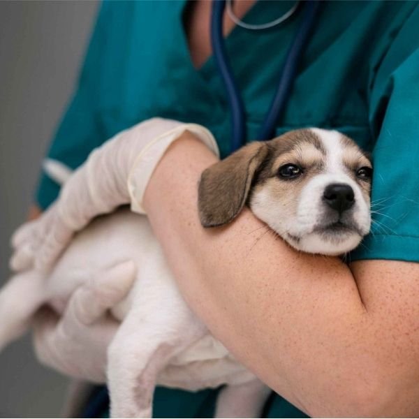 a dog is being treated by a vet due to Poisoning in Pets