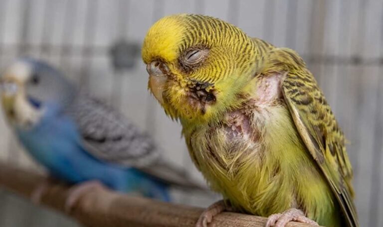 A bird with rashes due to Seasonal Infection in Birds