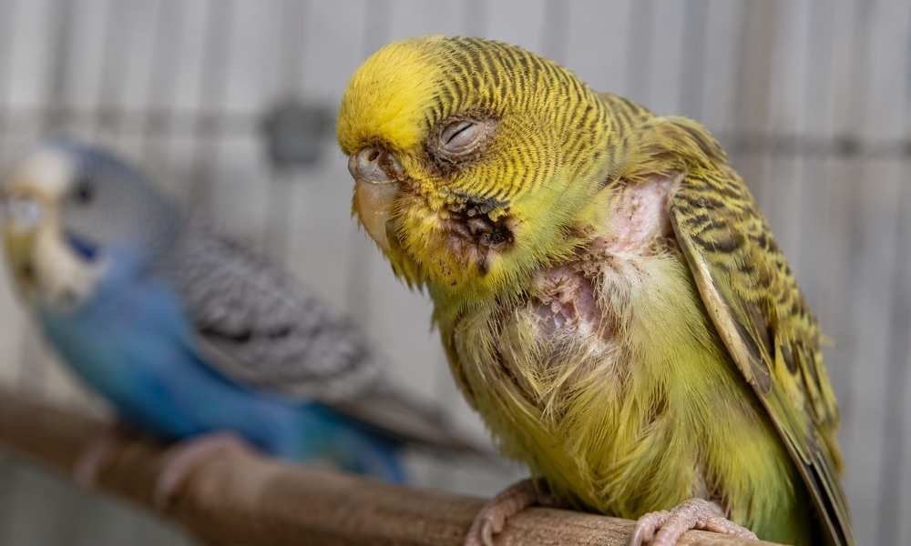 Seasonal infection in birds A bird with rashes due to Seasonal Infection in Birds
