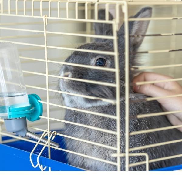 A rabbit is undergoing Pet Diagnostic Tests