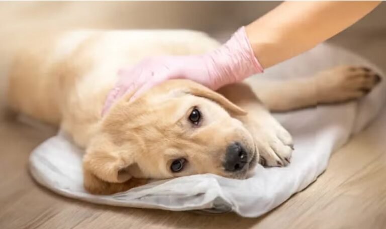 a dog is lying due ti Parvovirus in Dogs: