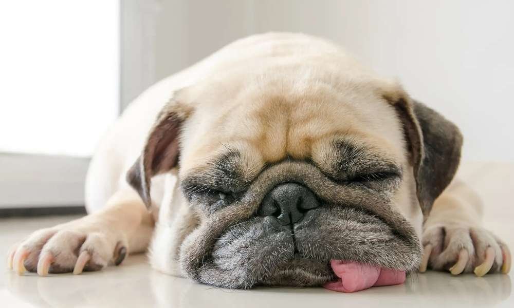 A Dog is lying on the floor due to Parvovirus in Dogs
