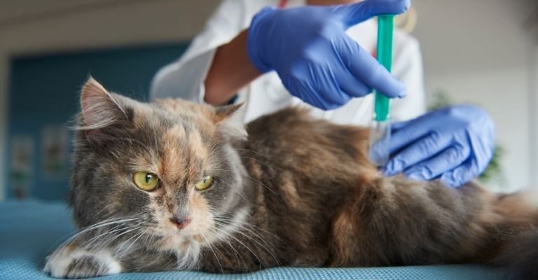 a Cat is receiving Pet Vaccination in Kolkata