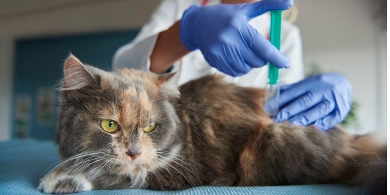 a Cat is receiving Pet Vaccination in Kolkata