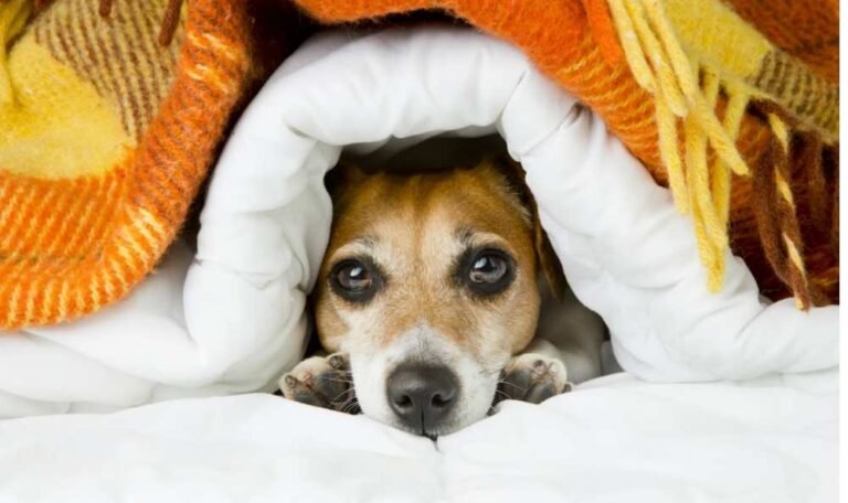 Protect Pets from Loud Music