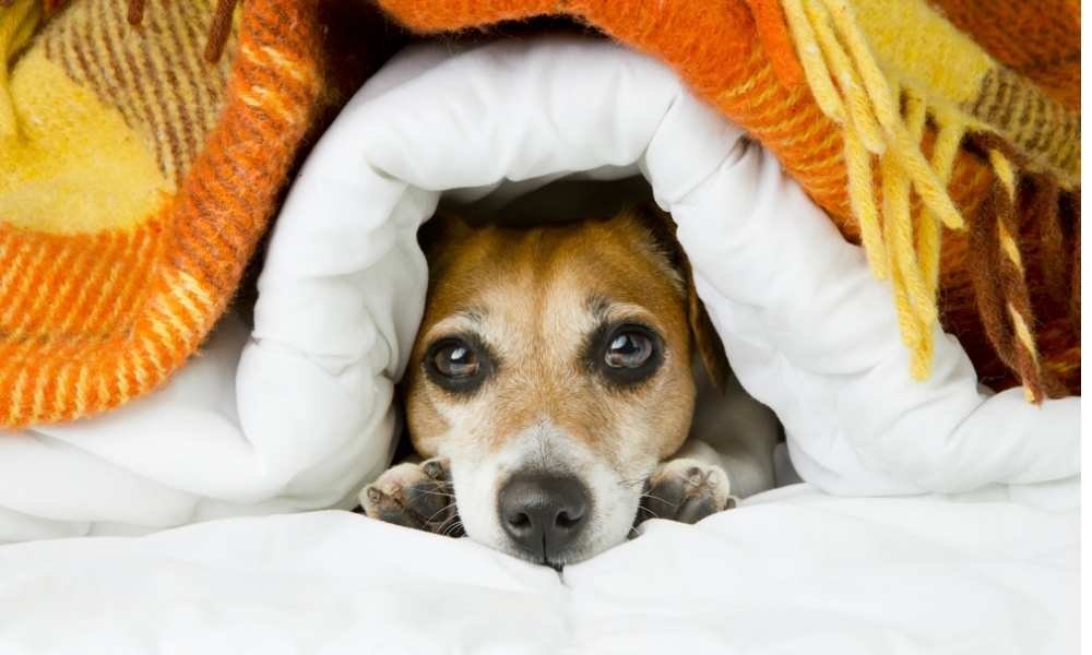 Protect Pets from Loud Music