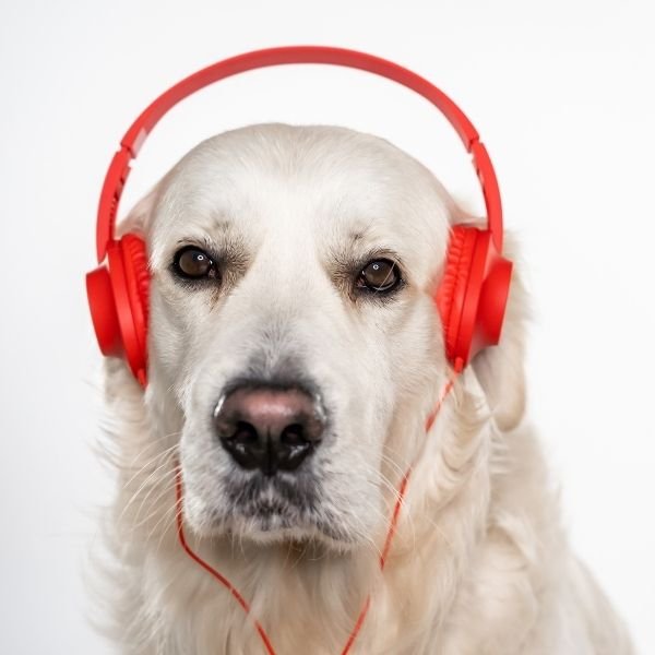 Protect Pets from Loud Music through headphones