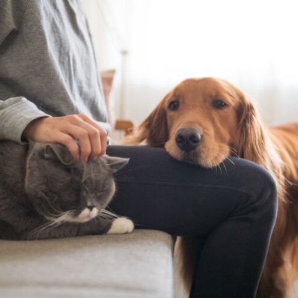 the image shows a hand gently petting a cat and dog to Protect Pets from Loud Music through staying by their side
